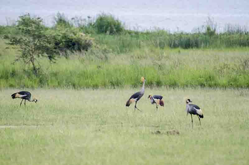 183 - Grullas Coronadas - parque nacional de las cataratas Murchison - Uganda